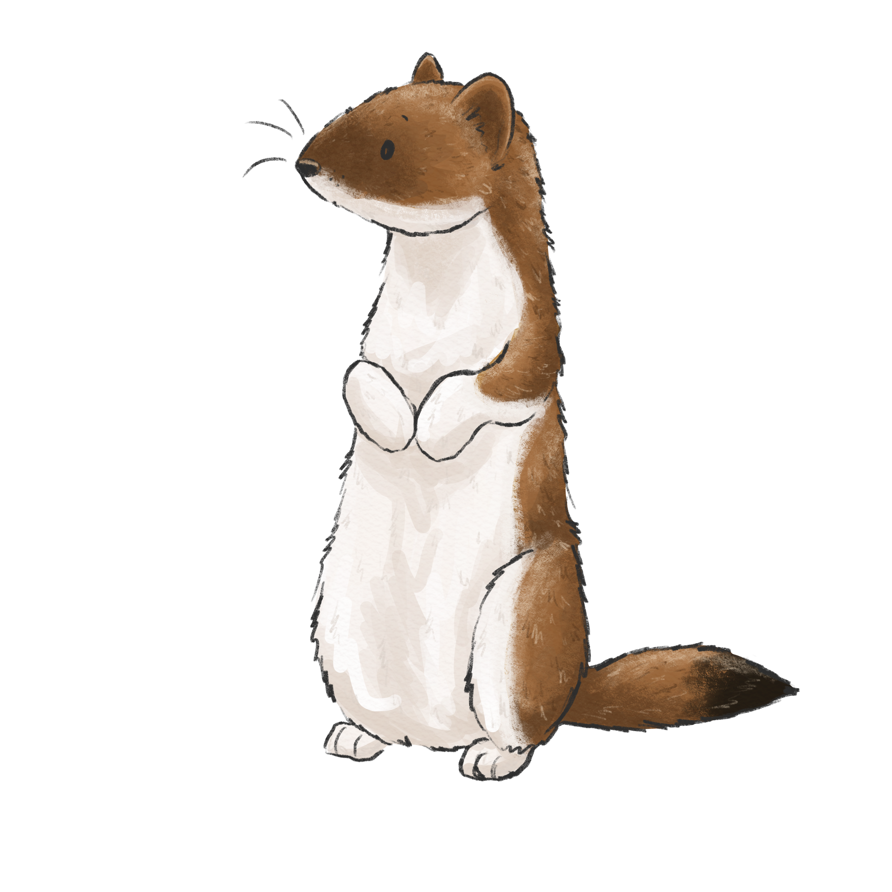 Smiling Stoat stoat – Silly Badger Designs